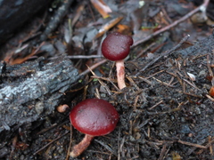 Tubaria punicea