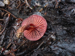 Tubaria punicea