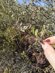 Ceanothus megacarpus megacarpus