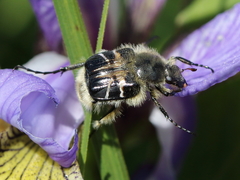 Trichiotinus assimilis