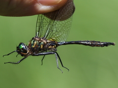 Somatochlora walshii