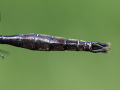 Somatochlora walshii