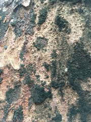 Hoherius meinertzhageni