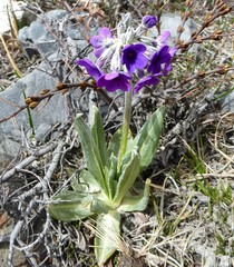 Primula macrophylla