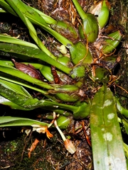 Maxillaria hedwigiae