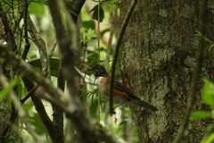 Turdus albicollis