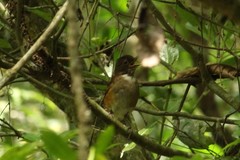Turdus albicollis