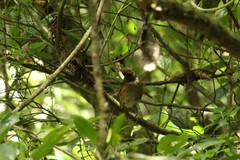 Turdus albicollis