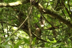 Turdus albicollis