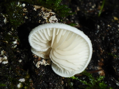 Clitopilus hobsonii