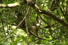 Turdus albicollis