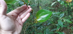 Smilax subpubescens