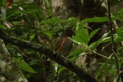 Turdus albicollis