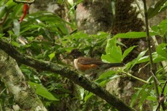 Turdus albicollis