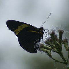 Pereute charops charops