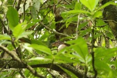 Turdus albicollis