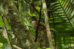 Turdus albicollis