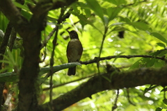 Turdus albicollis