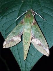 Xylophanes chiron nechus