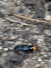 Creophilus erythrocephalus