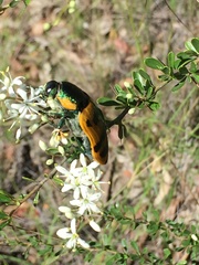 Temognatha variabilis