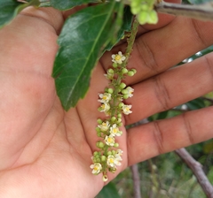 Serjania brachycarpa