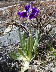 Primula macrophylla