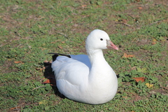 Anser caerulescens × rossii