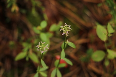 Polygala cruciata