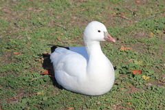 Anser caerulescens × rossii