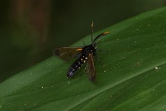 Isanthrene incendiaria