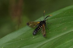 Isanthrene incendiaria