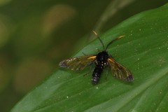 Isanthrene incendiaria