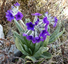Primula macrophylla
