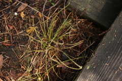 Drosera filiformis