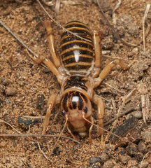 Ammopelmatus pictus