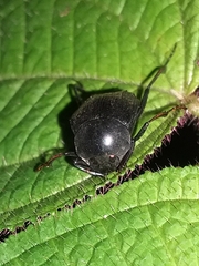 Deltochilum longiceps