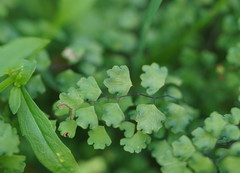 Adiantum aethiopicum