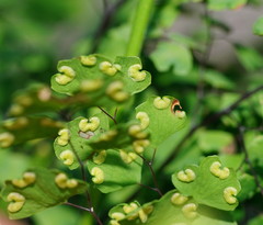 Adiantum aethiopicum