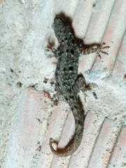 Gonatodes albogularis fuscus
