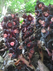Bdallophytum americanum