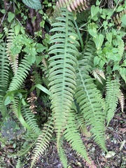 Blechnum asplenioides