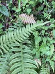 Blechnum asplenioides