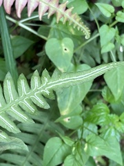 Blechnum asplenioides