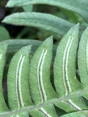 Blechnum asplenioides
