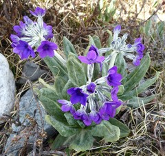 Primula macrophylla