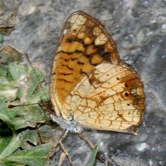 Phyciodes graphica