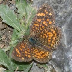 Phyciodes graphica