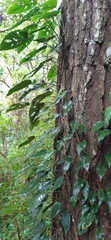 Monstera siltepecana
