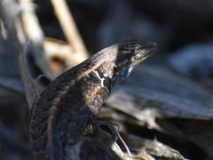 Sceloporus parvus